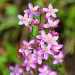 04 Centaury Tropfen