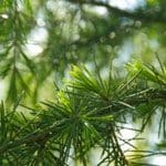 19 Larch Tropfen