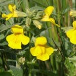 20 Mimulus Tropfen