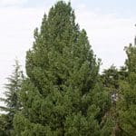 24 Pine Tropfen