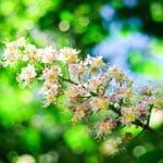 35 White Chestnut Tropfen