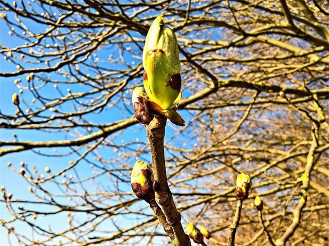 Nahaufnahme einer Knospe, im Hintergrund befinden sich Ästen mit weiteren Knospen